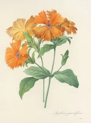 Choix des plus belles fleurs pl 044 (1827) (Choix des plus belles fleurs pl 044 (1827))