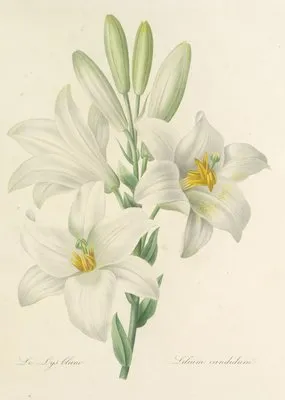 Choix des plus belles fleurs pl 045 (1827) (Choix des plus belles fleurs pl 045 (1827))