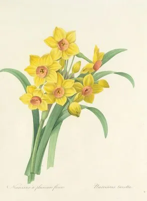 Choix des plus belles fleurs pl 052 (1827) (Choix des plus belles fleurs pl 052 (1827))