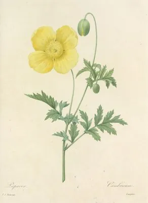 Choix des plus belles fleurs pl 060 (1827) (Choix des plus belles fleurs pl 060 (1827))