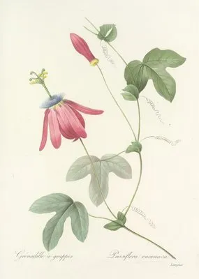 Choix des plus belles fleurs pl 062 (1827) (Choix des plus belles fleurs pl 062 (1827))