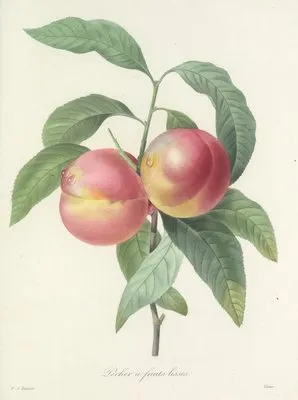 Choix des plus belles fleurs pl 065 (1827) (Choix des plus belles fleurs pl 065 (1827))