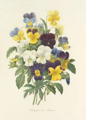 Choix des plus belles fleurs pl 067 (1827) (Choix des plus belles fleurs pl 067 (1827))
