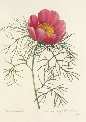 Choix des plus belles fleurs pl 073 (1827) (Choix des plus belles fleurs pl 073 (1827))