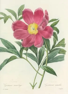 Choix des plus belles fleurs pl 075 (1827) (Choix des plus belles fleurs pl 075 (1827))