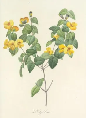 Choix des plus belles fleurs pl 076 (1827) (Choix des plus belles fleurs pl 076 (1827))