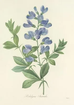 Choix des plus belles fleurs pl 077 (1827) (Choix des plus belles fleurs pl 077 (1827))