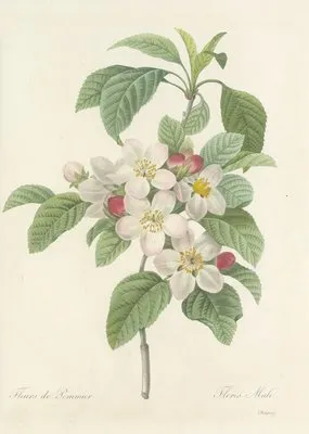 Choix des plus belles fleurs pl 079 (1827) (Choix des plus belles fleurs pl 079 (1827))