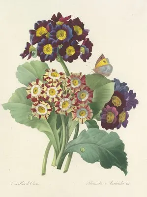 Choix des plus belles fleurs pl 080 (1827) (Choix des plus belles fleurs pl 080 (1827))