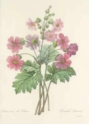 Choix des plus belles fleurs pl 081 (1827) (Choix des plus belles fleurs pl 081 (1827))