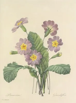 Choix des plus belles fleurs pl 082 (1827) (Choix des plus belles fleurs pl 082 (1827))