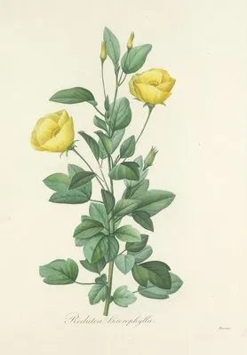 Choix des plus belles fleurs pl 084 (1827) (Choix des plus belles fleurs pl 084 (1827))