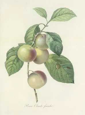 Choix des plus belles fleurs pl 085 (1827) (Choix des plus belles fleurs pl 085 (1827))