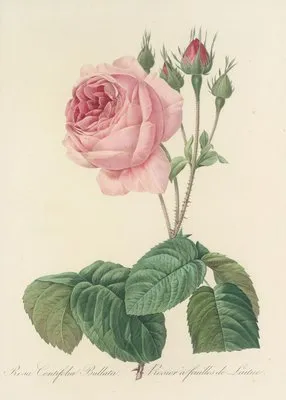 Choix des plus belles fleurs pl 089 (1827) (Choix des plus belles fleurs pl 089 (1827))