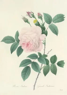Choix des plus belles fleurs pl 091 (1827) (Choix des plus belles fleurs pl 091 (1827))