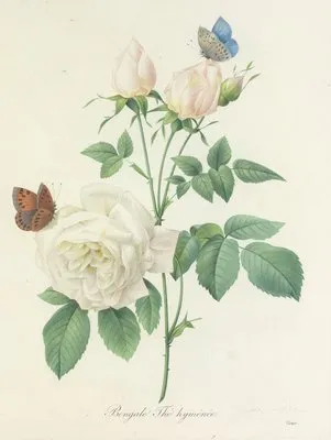 Choix des plus belles fleurs pl 092 (1827) (Choix des plus belles fleurs pl 092 (1827))