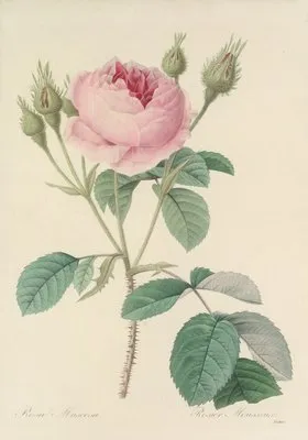Choix des plus belles fleurs pl 093 (1827) (Choix des plus belles fleurs pl 093 (1827))