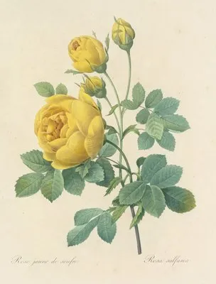 Choix des plus belles fleurs pl 096 (1827) (Choix des plus belles fleurs pl 096 (1827))