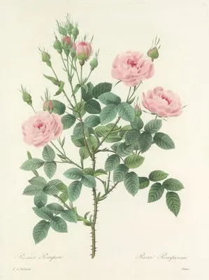 Choix des plus belles fleurs pl 101 (1827) (Choix des plus belles fleurs pl 101 (1827))