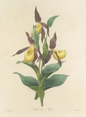 Choix des plus belles fleurs pl 102 (1827) (Choix des plus belles fleurs pl 102 (1827))