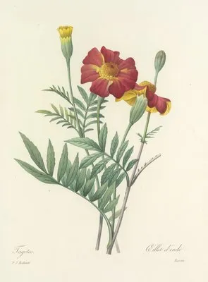 Choix des plus belles fleurs pl 104 (1827) (Choix des plus belles fleurs pl 104 (1827))