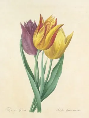 Choix des plus belles fleurs pl 108 (1827) (Choix des plus belles fleurs pl 108 (1827))