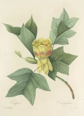Choix des plus belles fleurs pl 110 (1827) (Choix des plus belles fleurs pl 110 (1827))