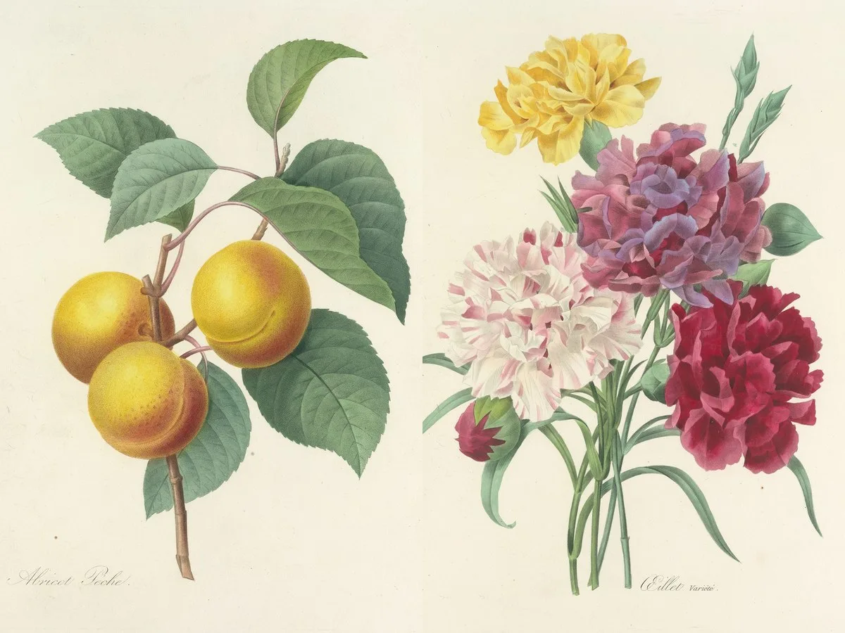 Choix des plus belles fleurs