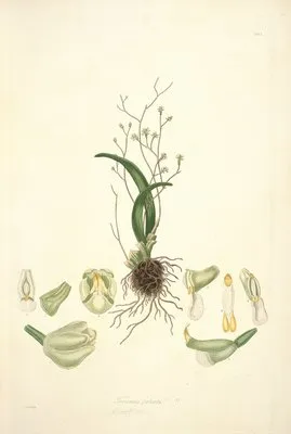 Collectanea botanica Pl.02 (Collectanea botanica Pl.02)