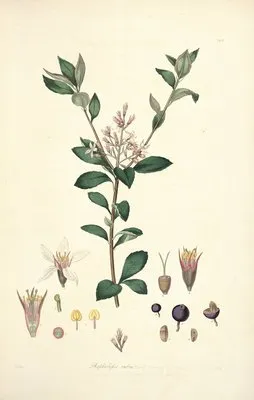 Collectanea botanica Pl.03 (Collectanea botanica Pl.03)