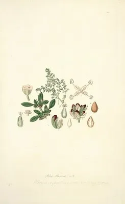 Collectanea botanica Pl.04 (Collectanea botanica Pl.04)