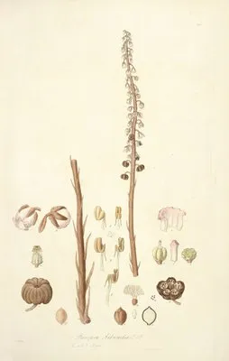 Collectanea botanica Pl.05 (Collectanea botanica Pl.05)