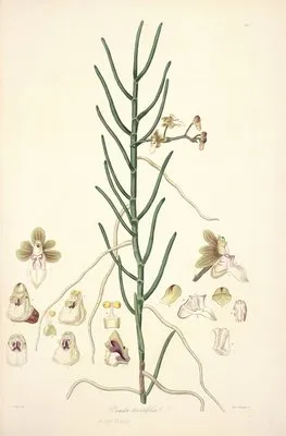 Collectanea botanica Pl.06 (Collectanea botanica Pl.06)
