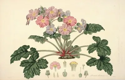 Collectanea botanica Pl.07 (Collectanea botanica Pl.07)