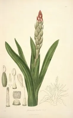 Collectanea botanica Pl.08 (Collectanea botanica Pl.08)