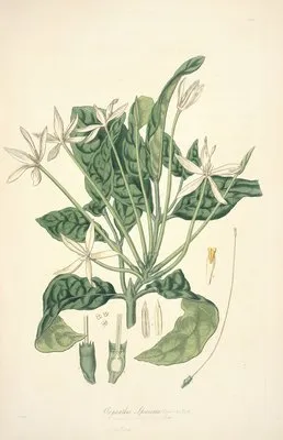 Collectanea botanica Pl.13 (Collectanea botanica Pl.13)