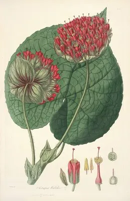 Collectanea botanica Pl.14 (Collectanea botanica Pl.14)