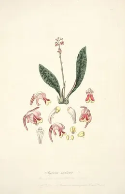 Collectanea botanica Pl.15 (Collectanea botanica Pl.15)