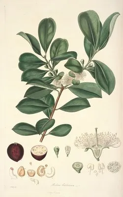 Collectanea botanica Pl.16 (Collectanea botanica Pl.16)