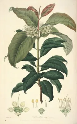 Collectanea botanica Pl.18 (Collectanea botanica Pl.18)
