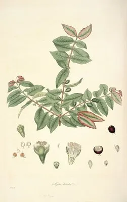 Collectanea botanica Pl.19 (Collectanea botanica Pl.19)