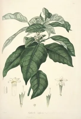 Collectanea botanica Pl.21 (Collectanea botanica Pl.21)