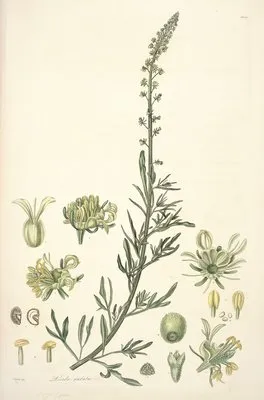 Collectanea botanica Pl.22 (Collectanea botanica Pl.22)