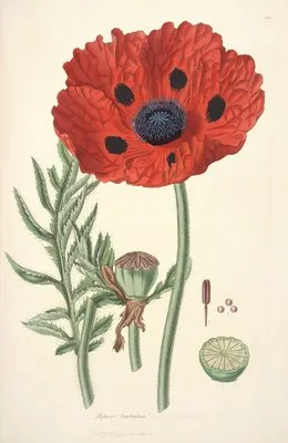 Collectanea botanica Pl.23 (Collectanea botanica Pl.23)