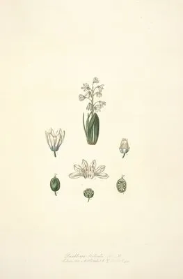 Collectanea botanica Pl.24 (Collectanea botanica Pl.24)