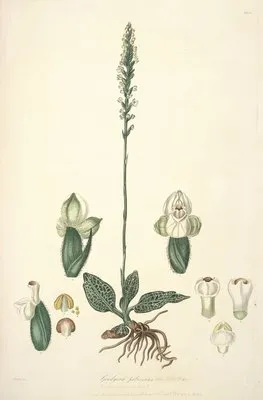 Collectanea botanica Pl.25 (Collectanea botanica Pl.25)