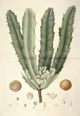 Collectanea botanica Pl.26 (Collectanea botanica Pl.26)