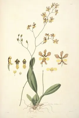 Collectanea botanica Pl.27 (Collectanea botanica Pl.27)
