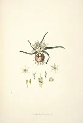 Collectanea botanica Pl.28 (Collectanea botanica Pl.28)
