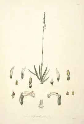 Collectanea botanica Pl.30 (Collectanea botanica Pl.30)